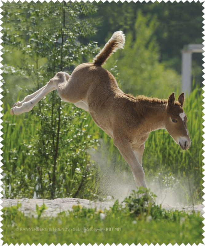 Curly Horse